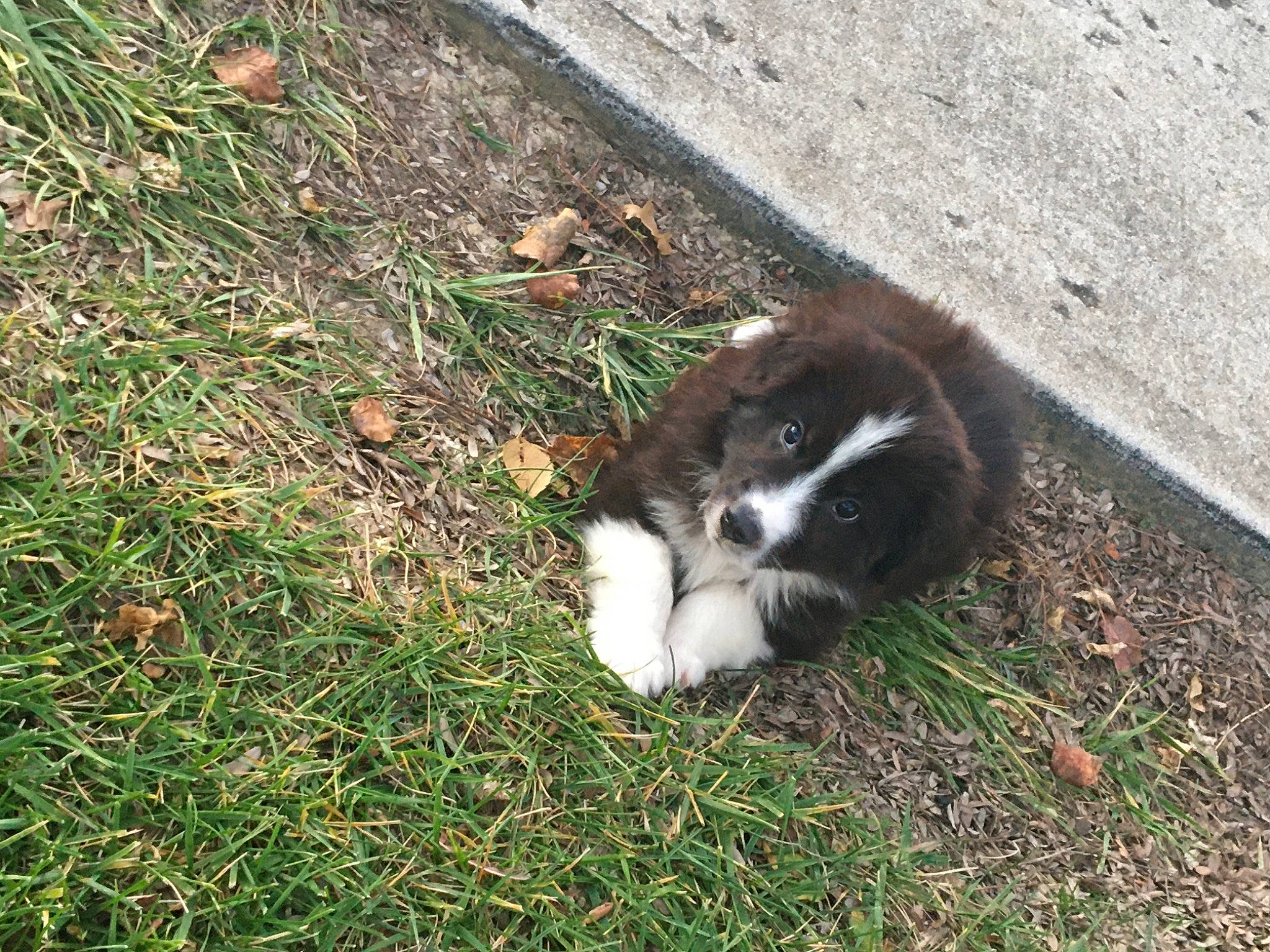 Bobo joined the competition — help win amazing prizes! canidae, carnivore, dog, dog_breed, grass, mammal, puppy, sporting_group