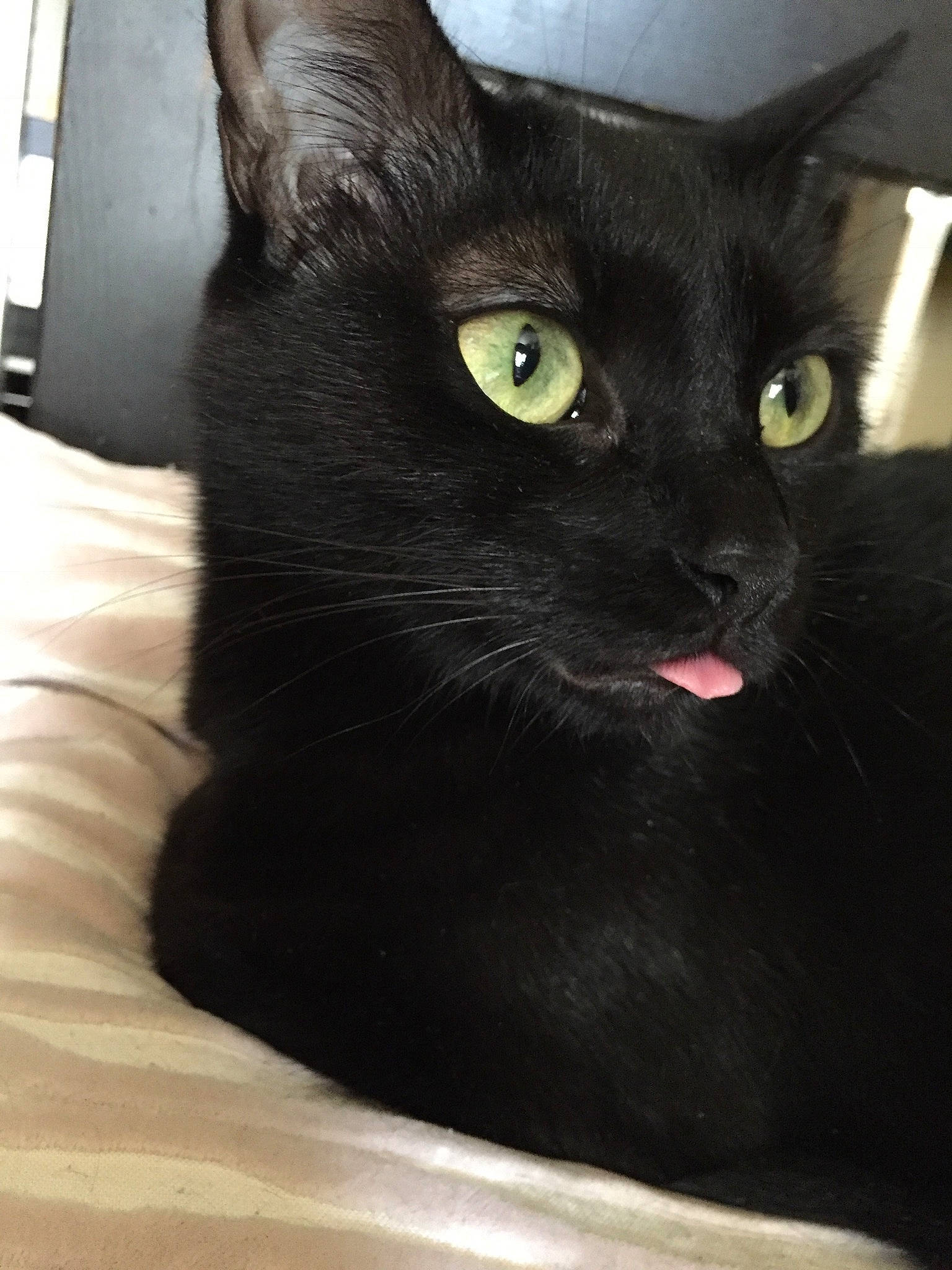 Midnight  participe au concours pour gagner de l'argent avec cette photo : asian, black, black_cat, bombay, burmese, carnivore, cat, domestic_short_haired_cat, felidae, korat, mammal, small_to_medium_sized_cats, snout, whiskers