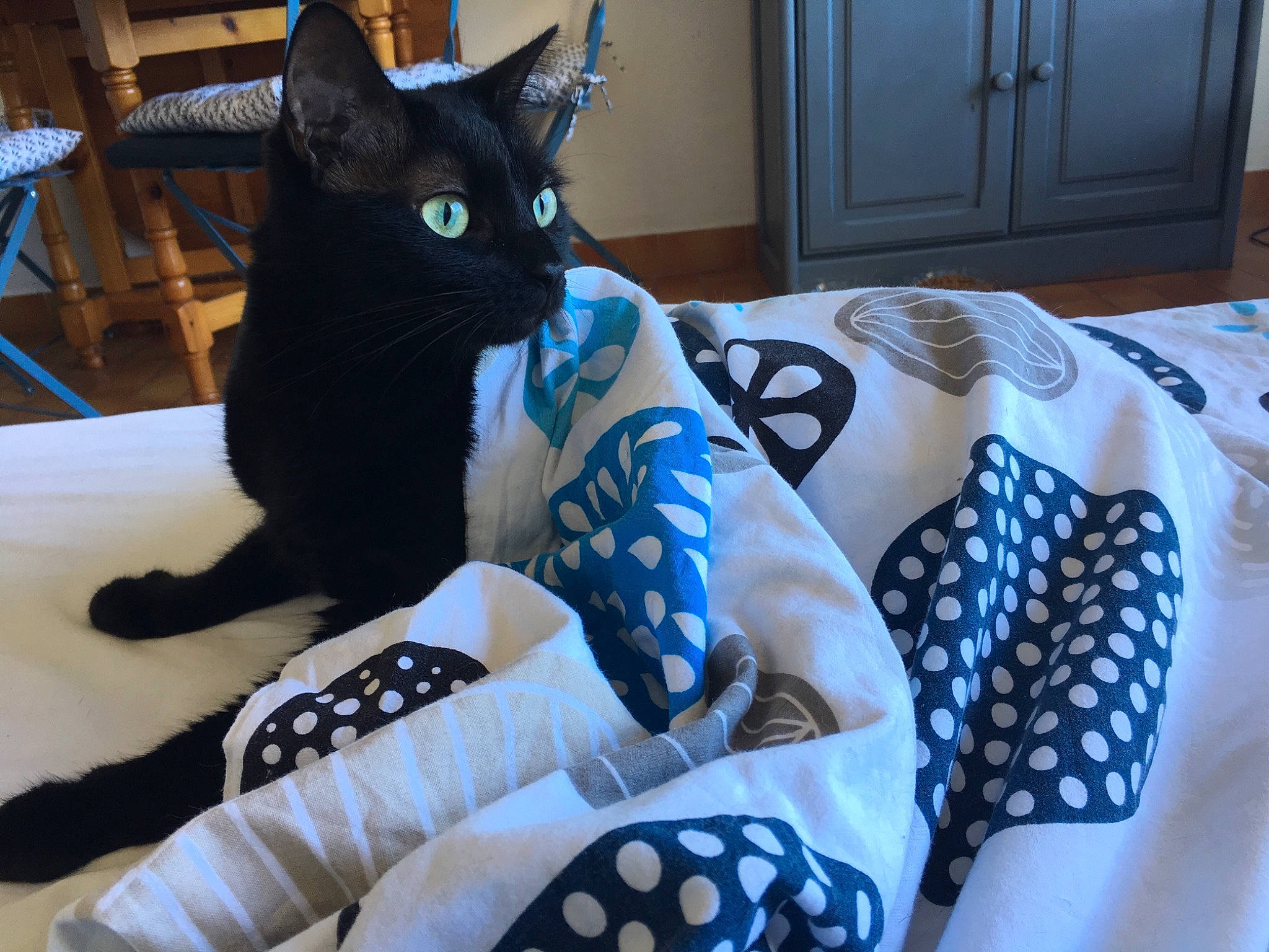 Midnight  participe au concours pour gagner de l'argent avec cette photo : asian, bed_sheet, black_cat, blanket, blue, carnivore, cat, egyptian_mau, felidae, kitten, linens, pattern, pillow, quilt, room, small_to_medium_sized_cats, tail, textile, whiskers