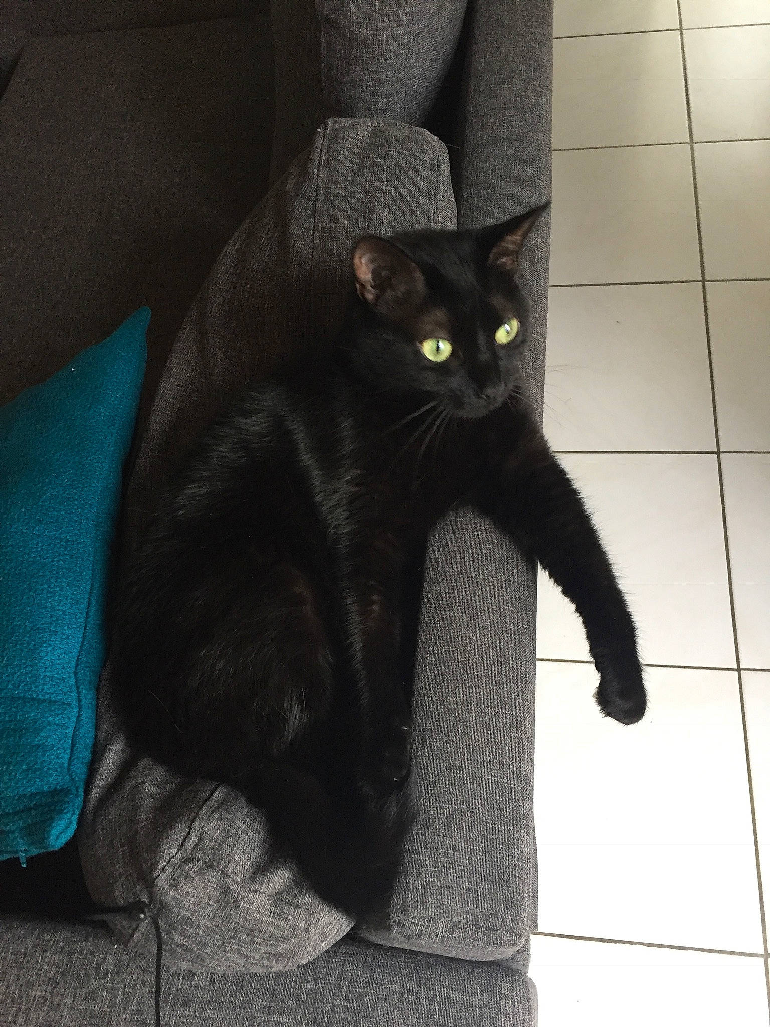 Midnight  participe au concours pour gagner de l'argent avec cette photo : asian, black, black_cat, bombay, carnivore, cat, chartreux, domestic_short_haired_cat, european_shorthair, felidae, korat, mammal, russian_blue, small_to_medium_sized_cats, snout, tail, whiskers