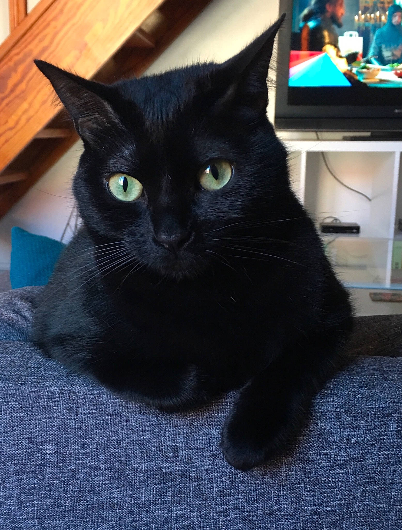 Midnight  a rejoint le concours — aidez-le/la à gagner de superbes lots ! asian, black, black_cat, bombay, carnivore, cat, domestic_short_haired_cat, felidae, korat, mammal, small_to_medium_sized_cats, snout, vertebrate, whiskers