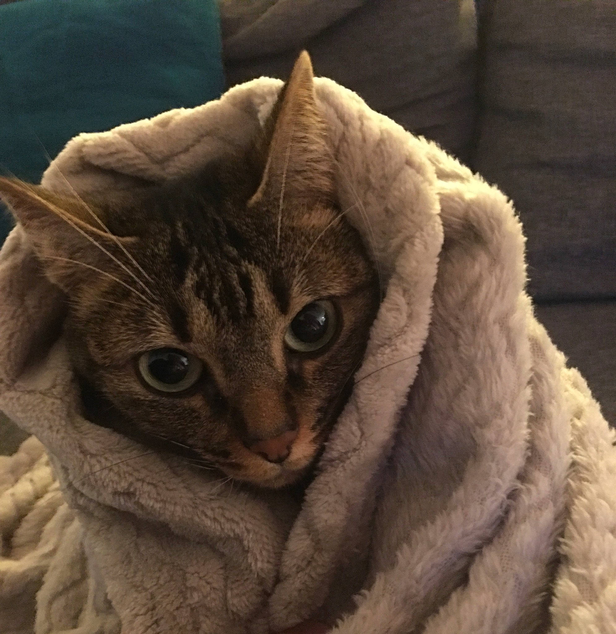 Chouchou a rejoint le concours — aidez-le/la à gagner de superbes lots ! arabian_mau, asian, carnivore, cat, cornish_rex, devon_rex, dragon_li, european_shorthair, fawn, felidae, fur, german_rex, small_to_medium_sized_cats, tabby_cat, whiskers