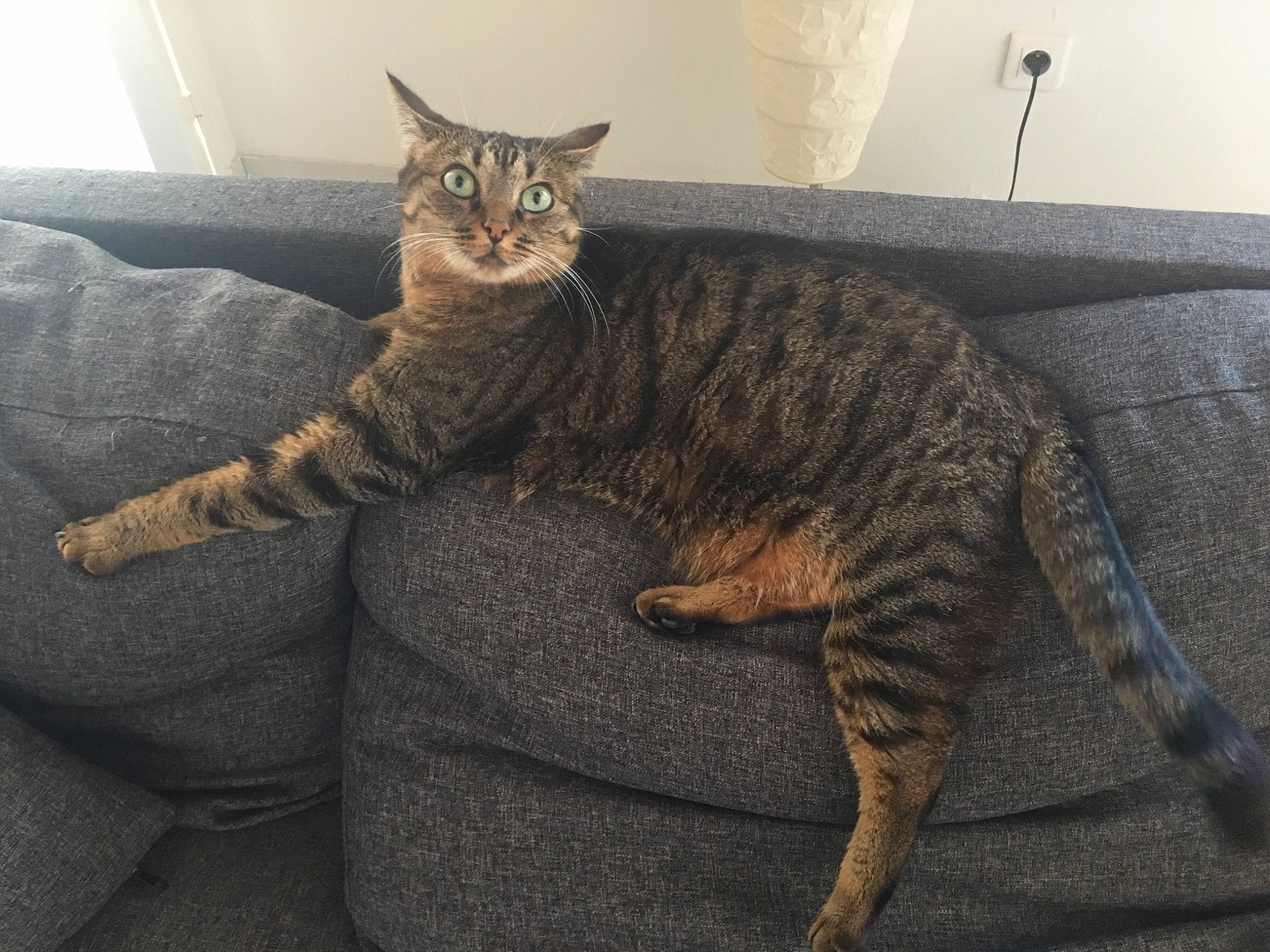 Chouchou participe au concours pour gagner de l'argent avec cette photo : asian, bengal, california_spangled, carnivore, cat, domestic_short_haired_cat, dragon_li, european_shorthair, eye, felidae, fur, mammal, ocicat, pixie_bob, small_to_medium_sized_cats, tabby_cat, tail, toyger, vertebrate, whiskers