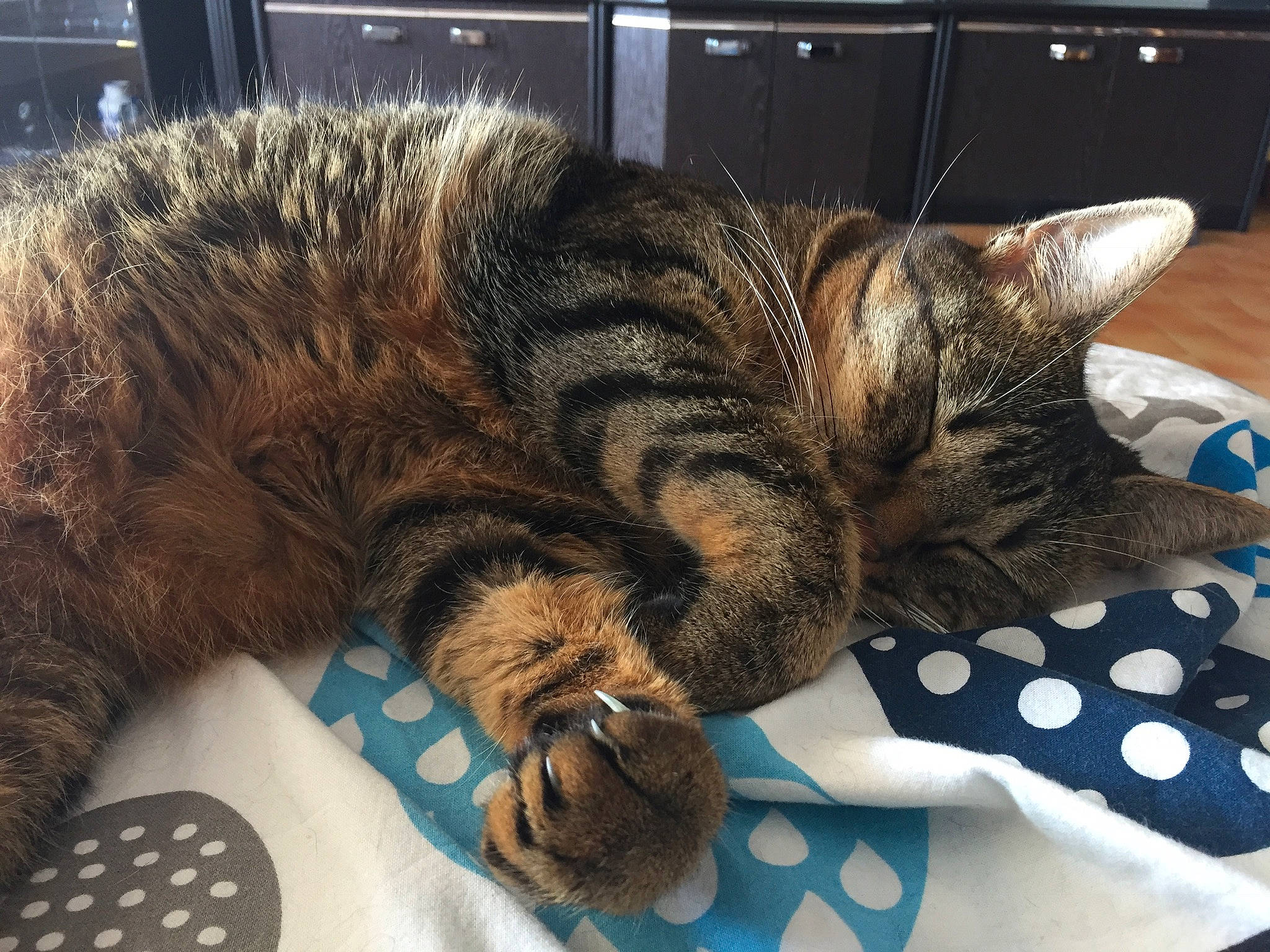 Chouchou a rejoint le concours — aidez-le/la à gagner de superbes lots ! american_shorthair, asian, bengal, california_spangled, carnivore, cat, domestic_short_haired_cat, dragon_li, egyptian_mau, european_shorthair, felidae, fur, kitten, nap, pixie_bob, sleep, small_to_medium_sized_cats, tabby_cat, toyger, whiskers