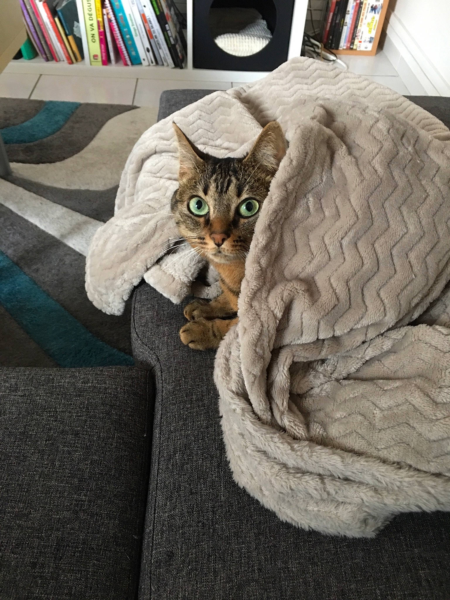 Chouchou a rejoint le concours — aidez-le/la à gagner de superbes lots ! asian, blanket, carnivore, cat, comfort, domestic_short_haired_cat, european_shorthair, felidae, fur, furniture, kitten, linens, small_to_medium_sized_cats, tabby_cat, whiskers