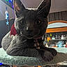 cat, black_cat, pet, feline, animal, portrait, close_up, sitting, lying_down, wide_eyed, whiskers, ears, collar, bell, scratching_post, indoor, home, colorful_lights, furniture, collection