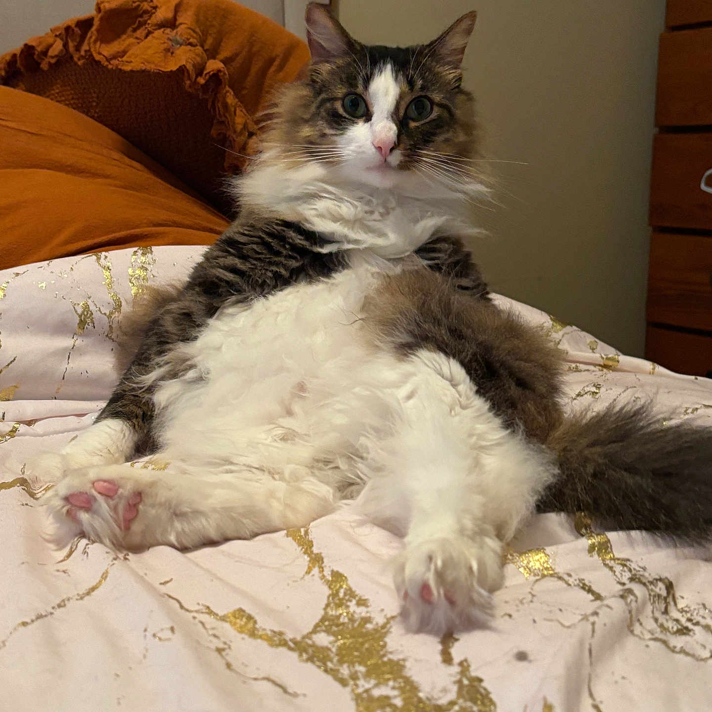 Sugar is registered to the contest to win money with this photo: bed, blanket, brown, cat, cozy, curious, feline, fluffy, fur, gold_pattern, indoor, pet, pillow, pink_paw_pads, sitting, tabby, whiskers, white, wide_eyes, wooden_furniture