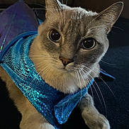 Cottonball is registered to the contest to win money with this photo: cat, pet, animal, feline, close_up, blue_outfit, sequins, costume, whiskers, ears, eyes, fur, indoor, cute, curious, lying_down, soft_light, domestic_animal, portrait, face