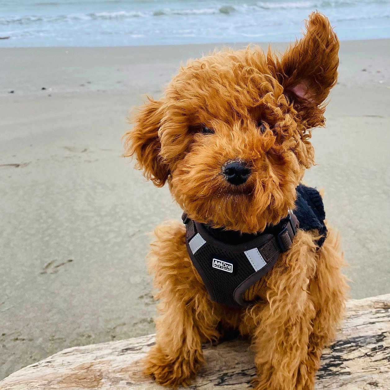 Charlie participe au concours pour gagner de l'argent avec cette photo : airedale, animal, beach, canine, coast, dog, horizon, nature, outdoors, pet, poodle, puppy, rock, sea, shoreline, sky, soil, summer, terrier, water