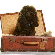 Miette a rejoint le concours — aidez-le/la à gagner de superbes lots ! animal, black_dog, collar, curly_fur, cute, dog, floral_pattern, fur_blanket, furniture, indoor, isolated, old_suitcase, pet, pet_accessory, poodle, portrait, studio_shot, tag, vintage_suitcase, white_background