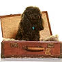 animal, black_dog, collar, curly_fur, cute, dog, floral_pattern, fur_blanket, furniture, indoor, isolated, old_suitcase, pet, pet_accessory, poodle, portrait, studio_shot, tag, vintage_suitcase, white_background
