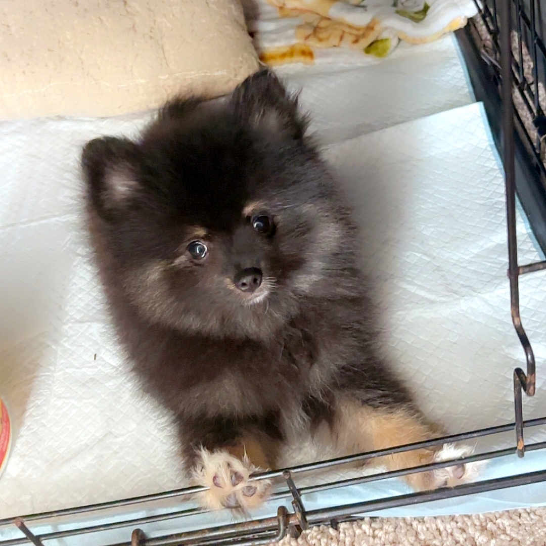 Maverick is registered to the contest to win money with this photo: animal, black, blanket, cage, carpet, crate, curious, cute, dog, face, fur, indoors, looking_up, paw, pet, pet_bed, puppy, small, tan, young