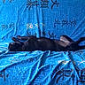 Saikia a rejoint le concours — aidez-le/la à gagner de superbes lots ! animal, black_dog, blue, collar, comfort, couch, cozy, dog, dog_breed, domestic, fabric, fur, home, indoor, laying_down, pattern, pet, relaxation, resting, sleeping