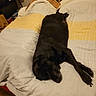 bed, black_dog, blanket, canine, clothing, covered, dog, furniture, indoor, man, mattress, person, pillow, relaxing, resting, sleeping, sleepwear, white, wood_floor, yellow