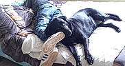 Saikia a rejoint le concours — aidez-le/la à gagner de superbes lots ! bed, black_dog, blanket, casual_clothing, companion, dog, footwear, furniture, home, indoor, jeans, lying_down, person, pet, relaxing, resting, sleeping, sneakers, window, wood_floor