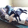 bed, black_dog, blanket, casual_clothing, companion, dog, footwear, furniture, home, indoor, jeans, lying_down, person, pet, relaxing, resting, sleeping, sneakers, window, wood_floor