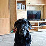 animal, black_dog, cabinet, calm, canine, dog, dvd, electronics, entertainment_center, floor, flooring, furniture, home, indoor, living_room, pet, seated, shelf, television, wooden_floor