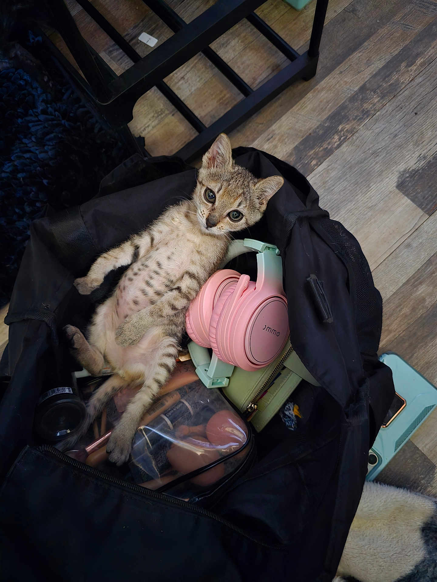 Juno is registered to the contest to win money with this photo: kitten, cat, pet, backpack, bag, pink_headphones, headphones, makeup_bag, clear_pouch, wood_floor, tabby, stripes, paws, eyes, face, lying_on_back, indoor, cozy, accessories, zipper