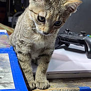 Juno is registered to the contest to win money with this photo: cat, kitten, pet, tabby, whiskers, paws, close_up, indoor, curious, gaming_controller, controller, wooden_table, tape, blue_tape, fur, big_eyes, desk, portrait, domestic_cat, household_object
