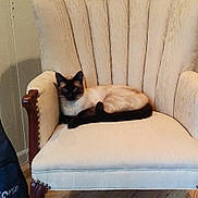 Trouble joined the competition — help win amazing prizes! animal, armchair, calm, cat, comfortable, cozy, cream_color, domestic, furniture, guitar_case, home, indoor, pet, quiet, relaxing, resting, siamese_cat, vintage_furniture, wooden_floor, wooden_legs