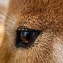 Naoko a rejoint le concours — aidez-le/la à gagner de superbes lots ! animal, animal_eye, animal_face, brown_fur, close_up, closeup, cute, domestic_animal, eye, eye_detail, feline_or_canine, fur, macro, mammal, natural_light, pet, reflection, soft_focus, texture, whiskers