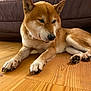 animal, blanket, brown_couch, canine, companion, couch, cozy, dog, domestic_animal, ears, fur, home, indoor, lying_down, paws, pet, relaxed, shiba_inu, snout, wooden_floor