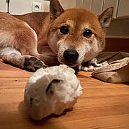 Naoko a rejoint le concours — aidez-le/la à gagner de superbes lots ! animal, background, brown_fur, closeup, curious, dog, ears, face, floor, focus, homedecor, indoor, lying_down, paw, pet, resting, shiba_inu, snout, toy, wooden_floor