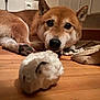 animal, background, brown_fur, closeup, curious, dog, ears, face, floor, focus, homedecor, indoor, lying_down, paw, pet, resting, shiba_inu, snout, toy, wooden_floor
