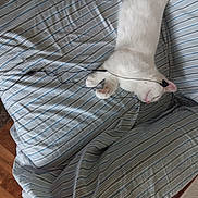 Sugar is registered to the contest to win money with this photo: cat, white_cat, bed, striped_bedspread, pet, indoor, relaxed, lying_down, feline, cozy, wire, footwear, sandal, floor, wooden_floor, striped, comfort, home, animal, resting