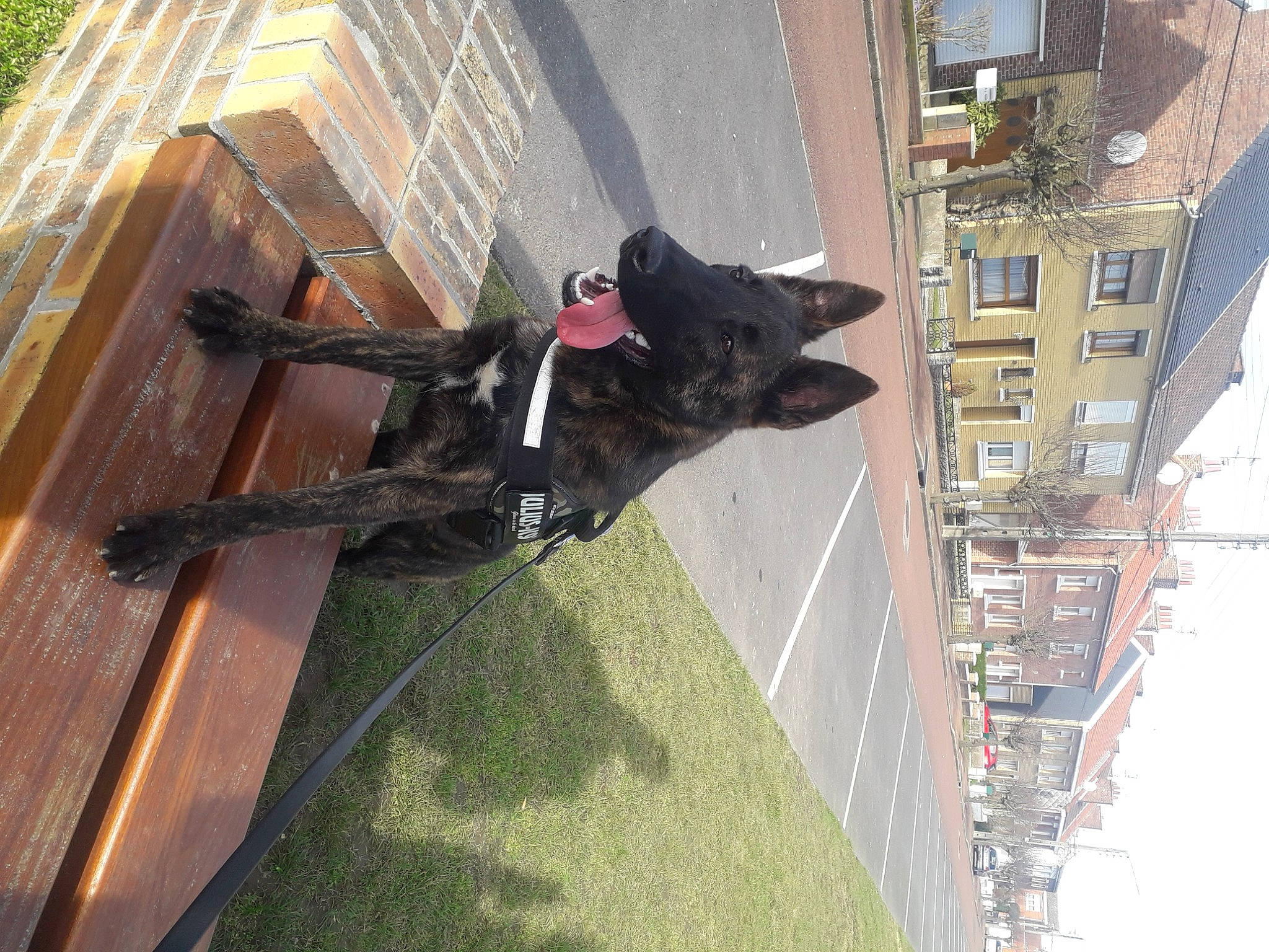 Renoir participe au concours pour gagner de l'argent avec cette photo : art, building, canidae, carmine, carnivore, collar, dog, dog_breed, dog_collar, dog_supply, facade, guard_dog, leash, shadow, sidewalk, sporting_group, tail, tree, window, working_animal