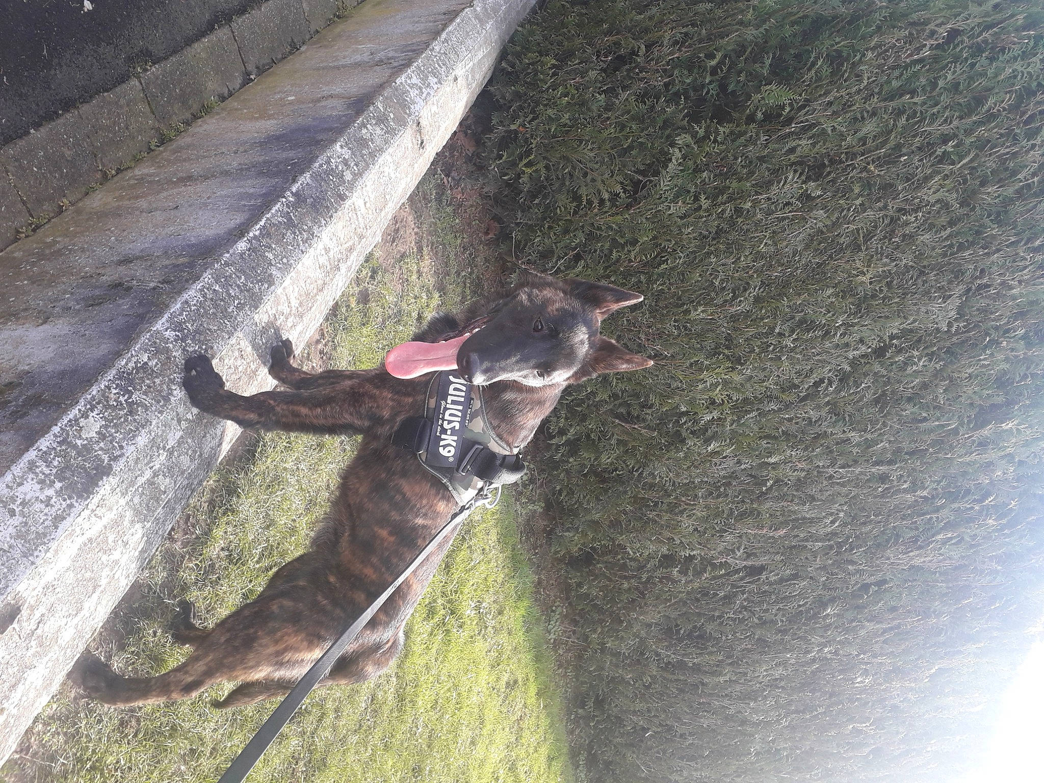 Renoir participe au concours pour gagner de l'argent avec cette photo : asphalt, carnivore, collar, companion_dog, concrete, dog, dog_breed, dog_collar, grass, guard_dog, leash, leisure, plant, recreation, road_surface, sporting_group, tail, tree, trunk, vertebrate