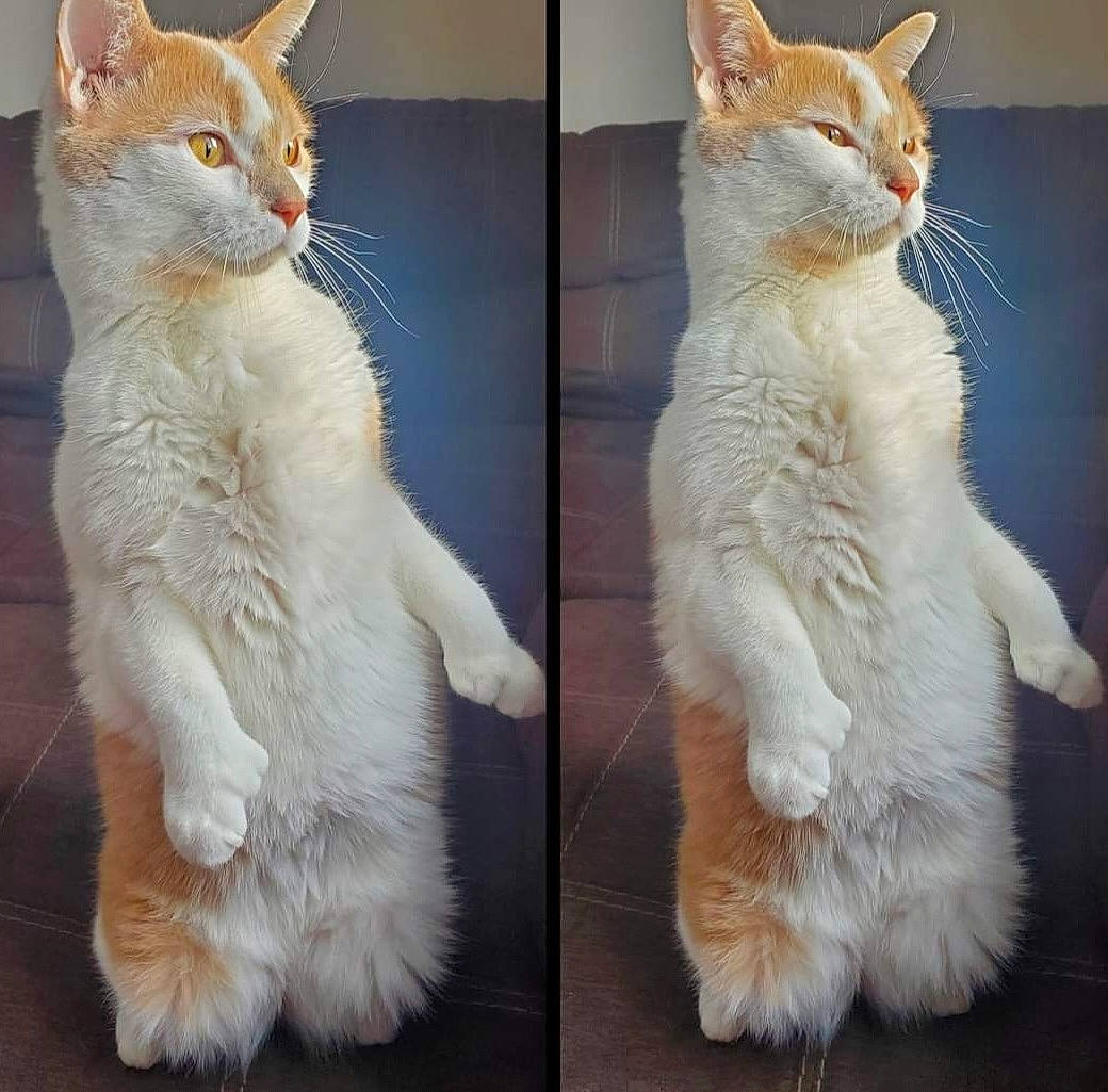 Elli joined the competition — help win amazing prizes! art, carnivore, cat, claw, domestic_short_haired_cat, ear, eye, fawn, felidae, fur, gesture, pattern, paw, small_to_medium_sized_cats, snout, tail, whiskers, window