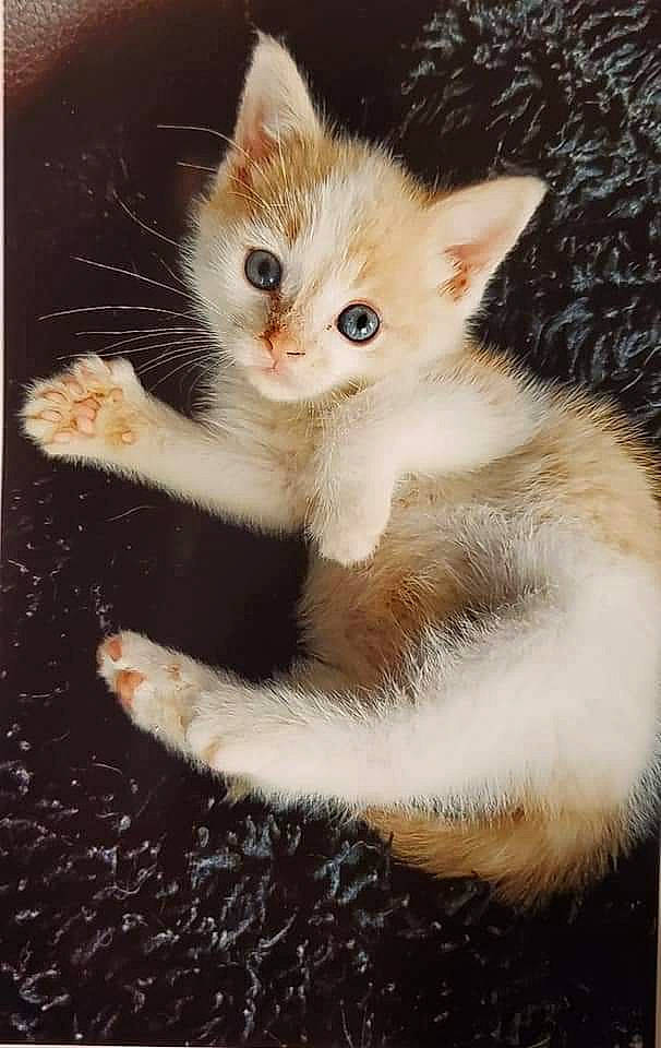 Elli is registered to the contest to win money with this photo: carnivore, cat, claw, domestic_short_haired_cat, fawn, felidae, foot, fur, paw, photo_caption, rectangle, small_to_medium_sized_cats, snout, tail, terrestrial_animal, whiskers, window