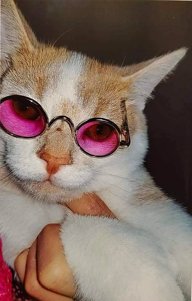 Elli joined the competition — help win amazing prizes! art, carnivore, cat, comfort, domestic_short_haired_cat, eyewear, fawn, felidae, fur, magenta, mammal, paw, small_to_medium_sized_cats, tail, terrestrial_animal, vertebrate, whiskers