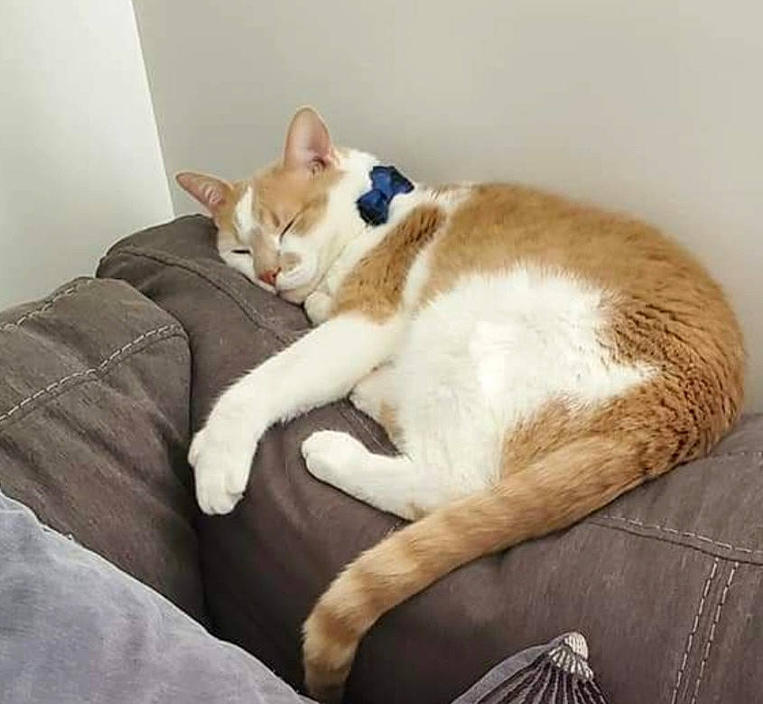 Elli is registered to the contest to win money with this photo: canidae, carnivore, cat, comfort, companion_dog, dog_breed, domestic_short_haired_cat, eye, fawn, felidae, foot, fur, human_leg, linens, paw, sitting, small_to_medium_sized_cats, tail, whiskers, wood