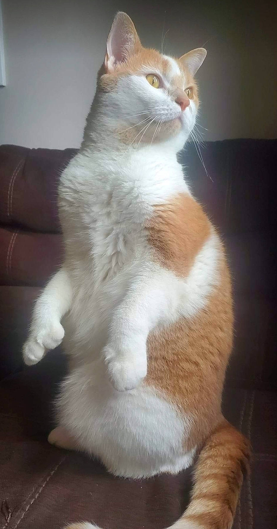 Elli is registered to the contest to win money with this photo: carnivore, cat, couch, domestic_short_haired_cat, eye, fawn, felidae, fur, lamp, paw, small_to_medium_sized_cats, snout, tail, terrestrial_animal, whiskers, window, wood