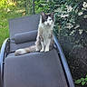 Willow a rejoint le concours — aidez-le/la à gagner de superbes lots ! cat, lounge_chair, outdoor, garden, greenery, flowers, white_flowers, feline, pet, animal, nature, relaxing, fur, sitting, curious, leisure, daylight, shrubbery, plant, wildlife