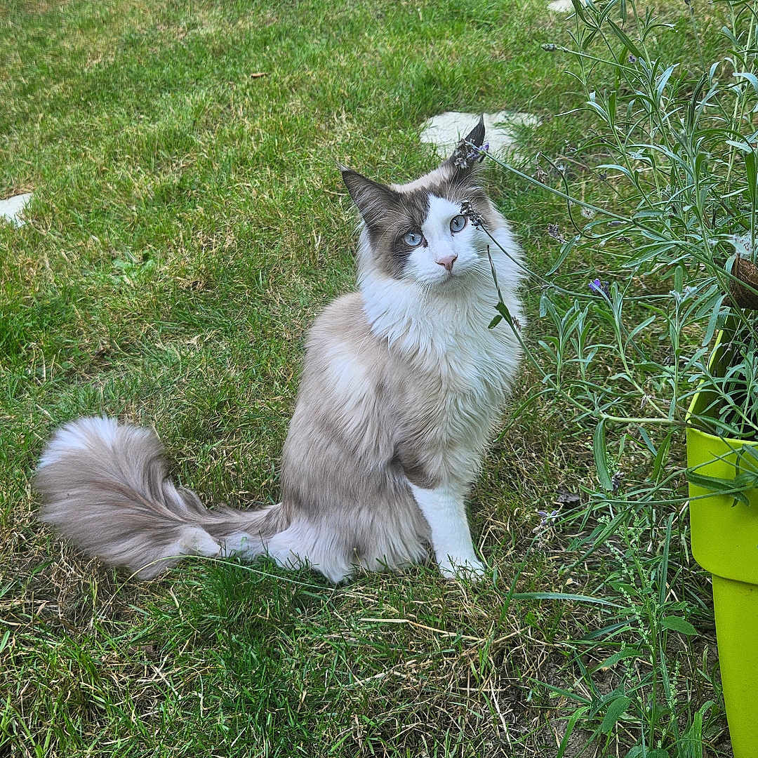 Willow participe au concours pour gagner de l'argent avec cette photo : cat, fluffy, blue_eyes, grass, garden, plant_pot, greenery, outdoor, feline, bushy_tail, curious, nature, rustic, wooden_shed, plants, leaves, pets, animal, sitting, daylight