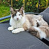 Willow participe au concours pour gagner de l'argent avec cette photo : cat, fluffy, lounging, outdoor, lounge_chair, garden, greenery, relaxed, pet, animal, feline, white, brown, blue_eyes, nature, daylight, summer, resting, cute, domestic_animal