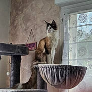 Willow participe au concours pour gagner de l'argent avec cette photo : cat, cat_tree, indoor, window, curtains, fluffy_cat, pet, feline, home, furniture, perched, gazing, decor, wall, sign, pattern, cozy, domestic, animal, looking_out