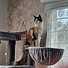 cat, cat_tree, indoor, window, curtains, fluffy_cat, pet, feline, home, furniture, perched, gazing, decor, wall, sign, pattern, cozy, domestic, animal, looking_out
