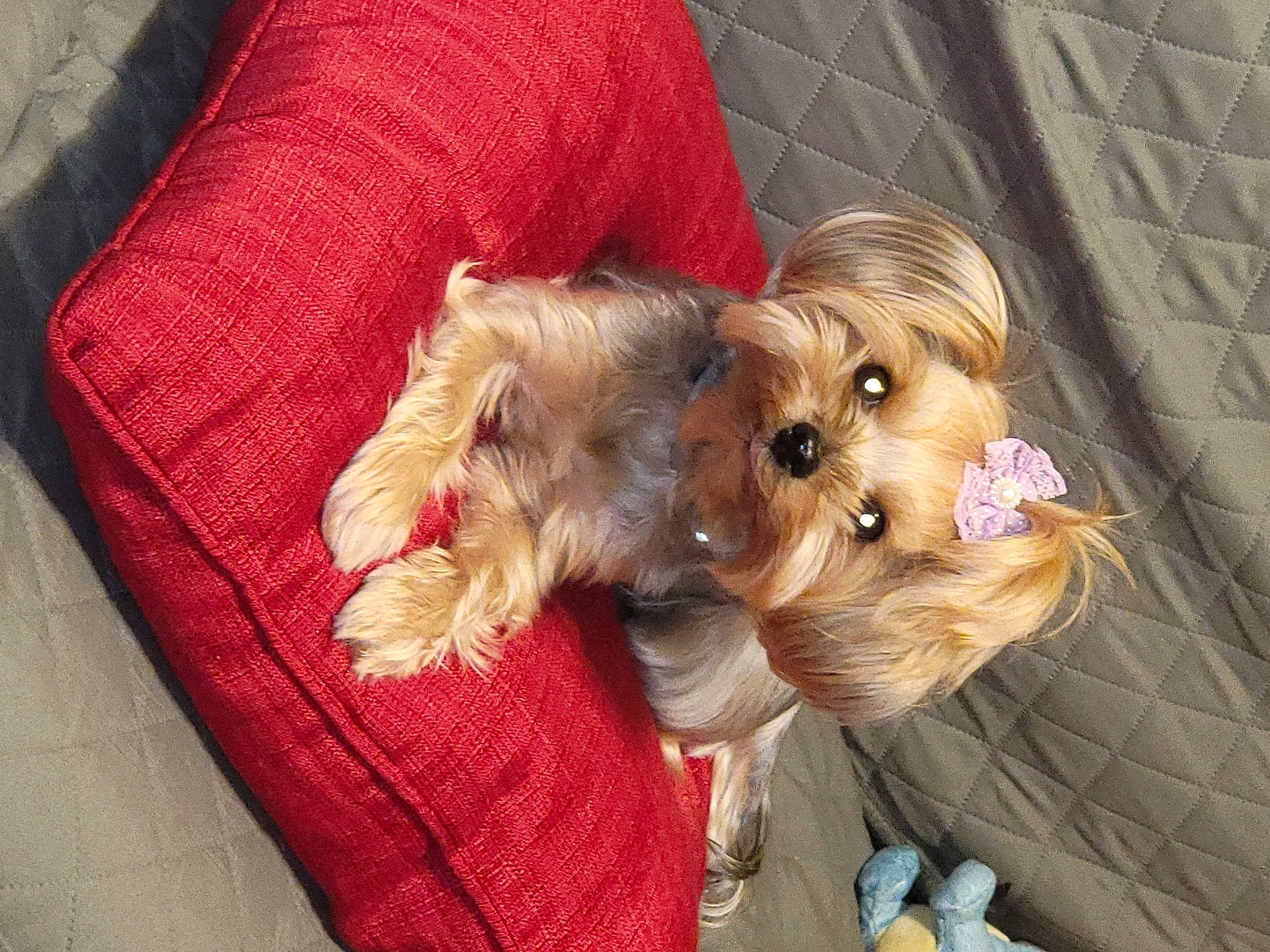 Gigi Starr joined the competition — help win amazing prizes! canidae, carnivore, companion_dog, dog, dog_breed, dog_clothes, dog_supply, fur, liver, maltepoo, pet_supply, puppy_love, small_terrier, snout, sporting_group, terrier, toy, toy_dog, working_animal, yorkipoo