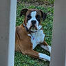 Cooper is registered to the contest to win money with this photo: dog, boxer, pet, animal, outdoor, grass, fence, chain_link_fence, portrait, sitting, lying_down, brown_fur, white_chest, white_paws, black_mask, collar, tag, watchful, backyard, vertical_composition