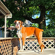 Cooper is registered to the contest to win money with this photo: dog, boxer, pet, animal, standing, outdoor, backyard, deck, hot_tub, trees, leaves, sunlight, summer, collar, tag, brown_and_white, muscular, alert, portrait, watermark