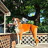 dog, boxer, pet, animal, standing, outdoor, backyard, deck, hot_tub, trees, leaves, sunlight, summer, collar, tag, brown_and_white, muscular, alert, portrait, watermark