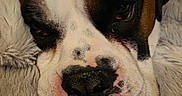 Cooper is registered to the contest to win money with this photo: dog, bulldog, pet, animal, close_up, portrait, wrinkles, muzzle, nose, eyes, brown_and_white, short_hair, sleepy, relaxed, lying_down, blanket, fluffy, indoors, cozy, funny_expression