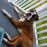 Cooper joined the competition — help win amazing prizes! dog, boxer, pet, brown_and_white, lying_down, relaxed, outdoor, porch, balcony, railing, grass, lawn, backyard, collar, leash, short_hair, paws, large_dog, sunlight, portrait