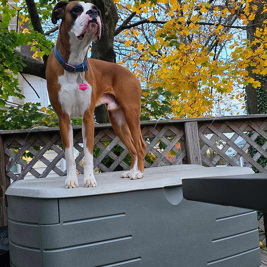 Cooper