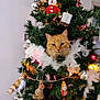 accessories, animal, cat, christmas, christmasdecorations, christmastree, conifer, featherboa, festival, fir, flower, flowerarrangement, kitten, manx, ornament, person, pet, plant, sphere, tree