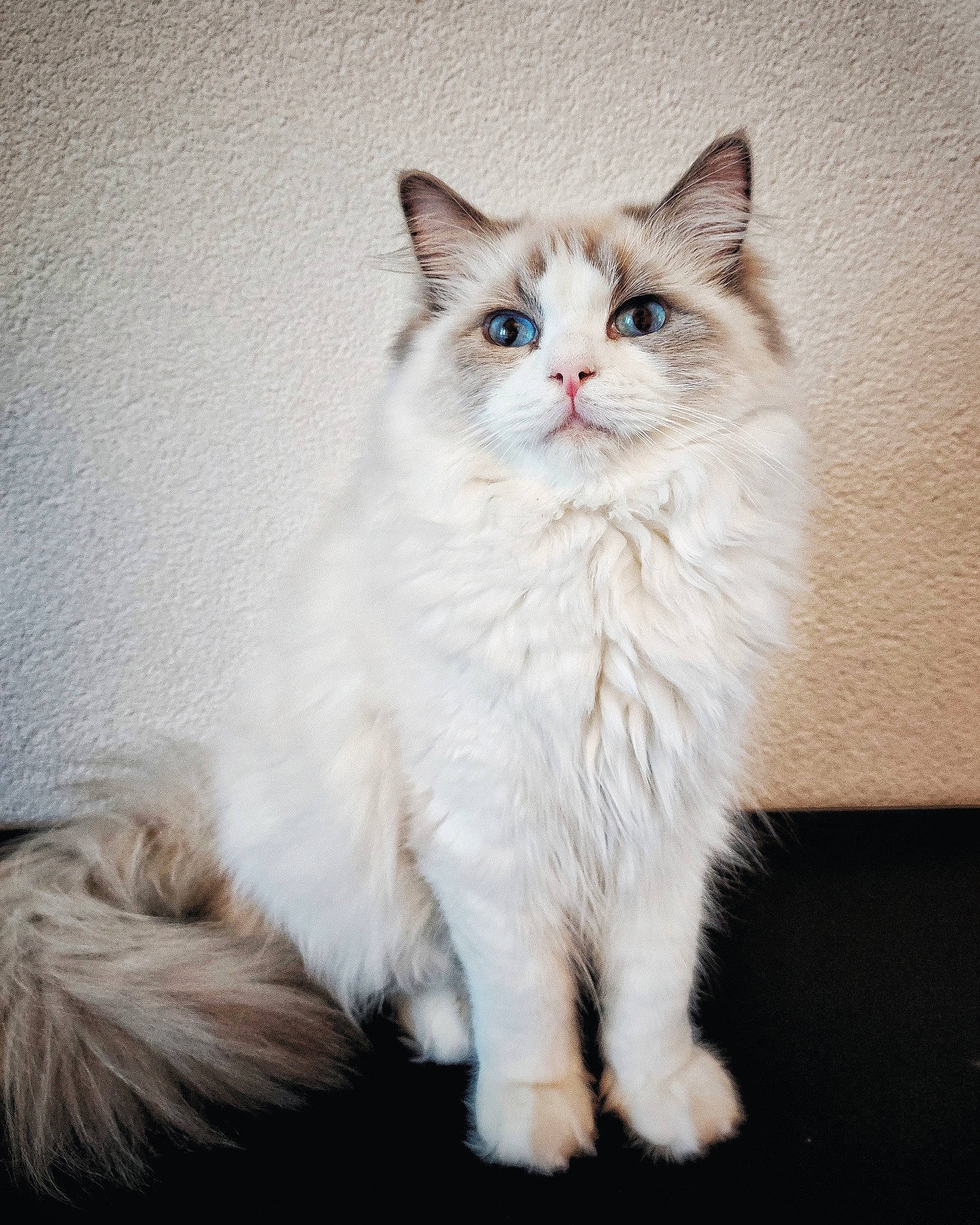 Moby participe au concours pour gagner de l'argent avec cette photo : asian_semi_longhair, british_semi_longhair, carnivore, cat, cymric, domestic_long_haired_cat, eye, felidae, kitten, mammal, napoleon_cat, norwegian_forest_cat, ojos_azules, ragamuffin, ragdoll, siberian, small_to_medium_sized_cats, turkish_angora, vertebrate, whiskers